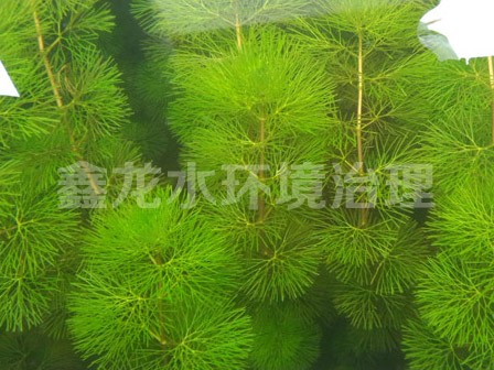 沉水植物—凤尾藻