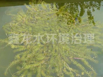 沉水植物—伊乐藻