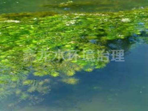 沉水植物—金鱼藻